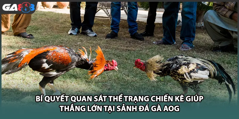 Bí quyết quan sát thể trạng chiến kê giúp thắng lớn tại sảnh đá gà AOG tại GA888