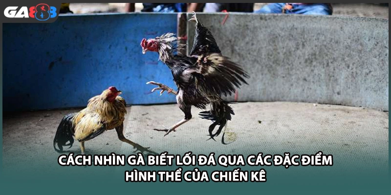 Cách nhìn gà biết lối đá qua các đặc điểm hình thể của chiến kê tại GA888
