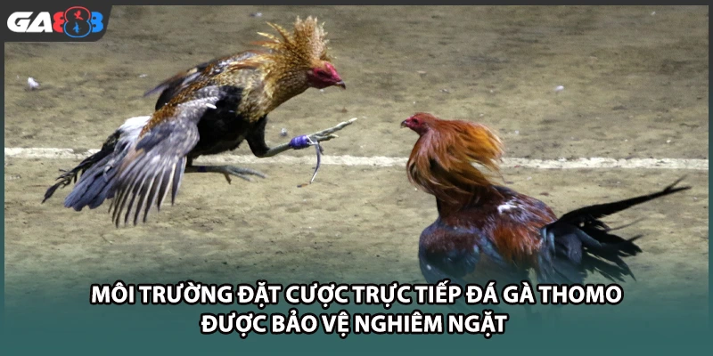 Môi trường đặt cược trực tiếp đá gà thomo được bảo vệ nghiêm ngặt tại GA888
